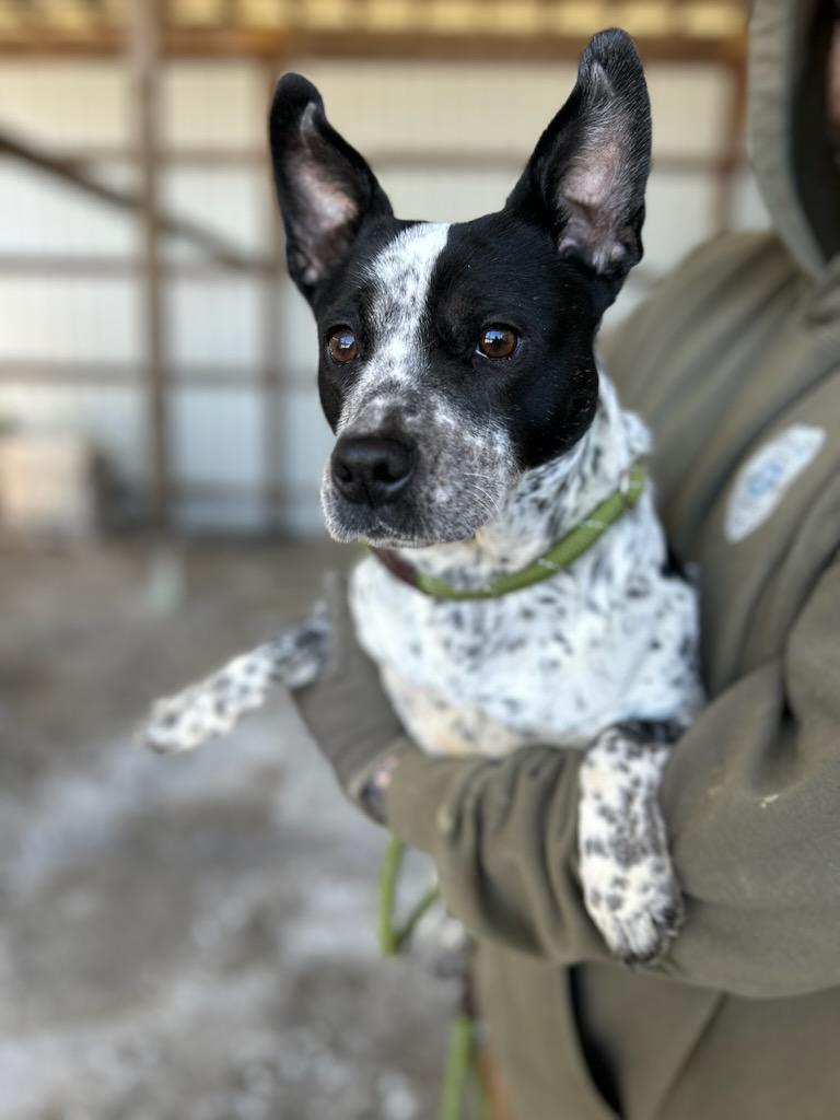 Sadie, adopted, Young Female Australian Cattle Dog / Blue Heeler.