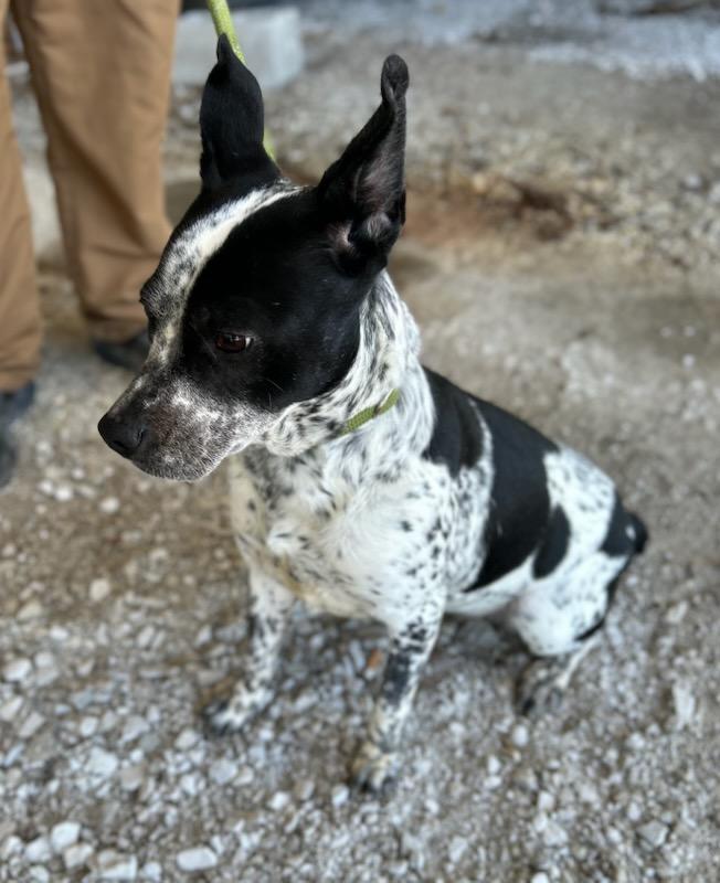 Enlarge Sadie, an adopted mixed breed in Manchester, TN image 3/3