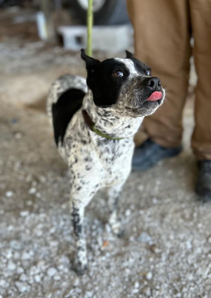 Enlarge Sadie, an adopted mixed breed in Manchester, TN image 2/3