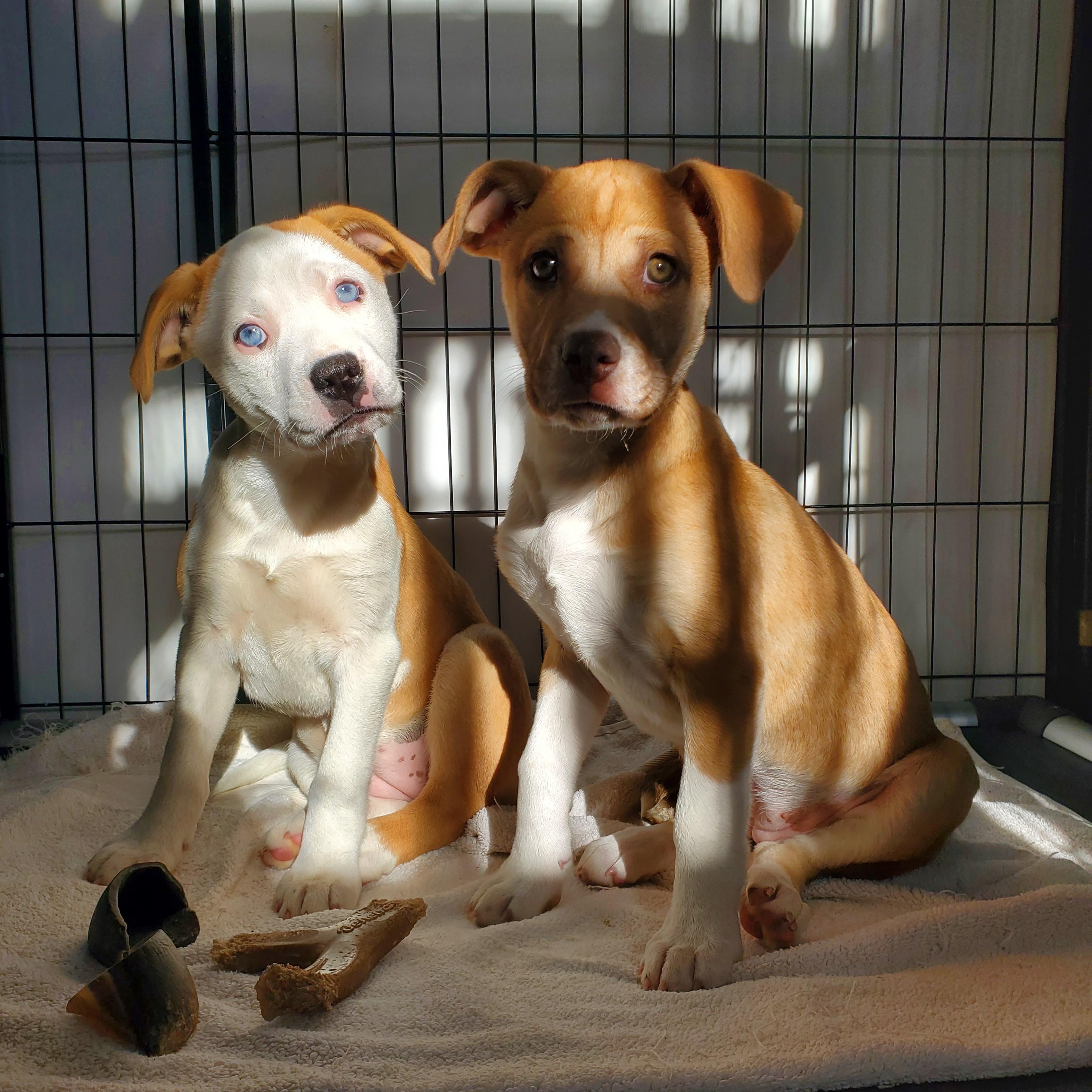 Enlarge Skye Blue eyes, a Adoptable mixed breed in Blairstown, NJ image 2/5