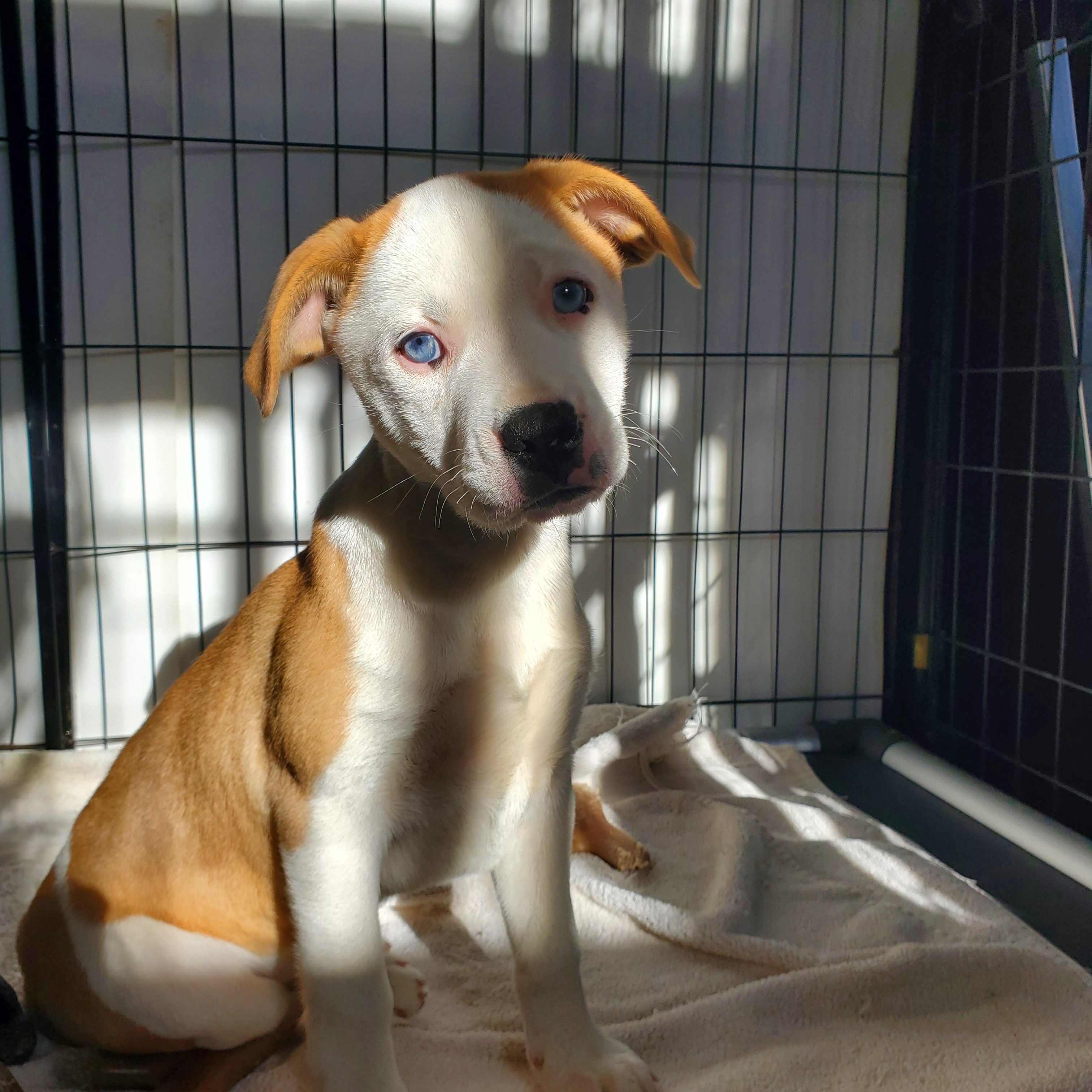Skye Blue eyes, Adoptable, Puppy Male Pit Bull Terrier & Labrador Retriever.