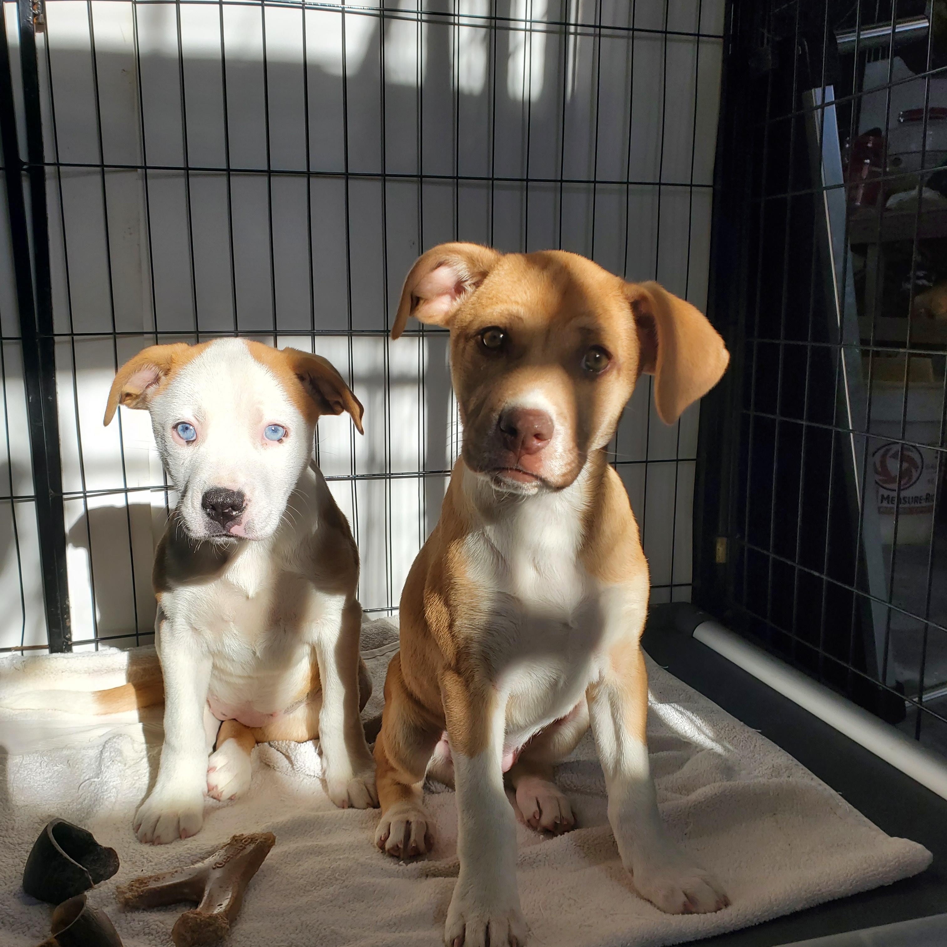 Enlarge Skye Blue eyes, a Adoptable mixed breed in Blairstown, NJ image 3/5