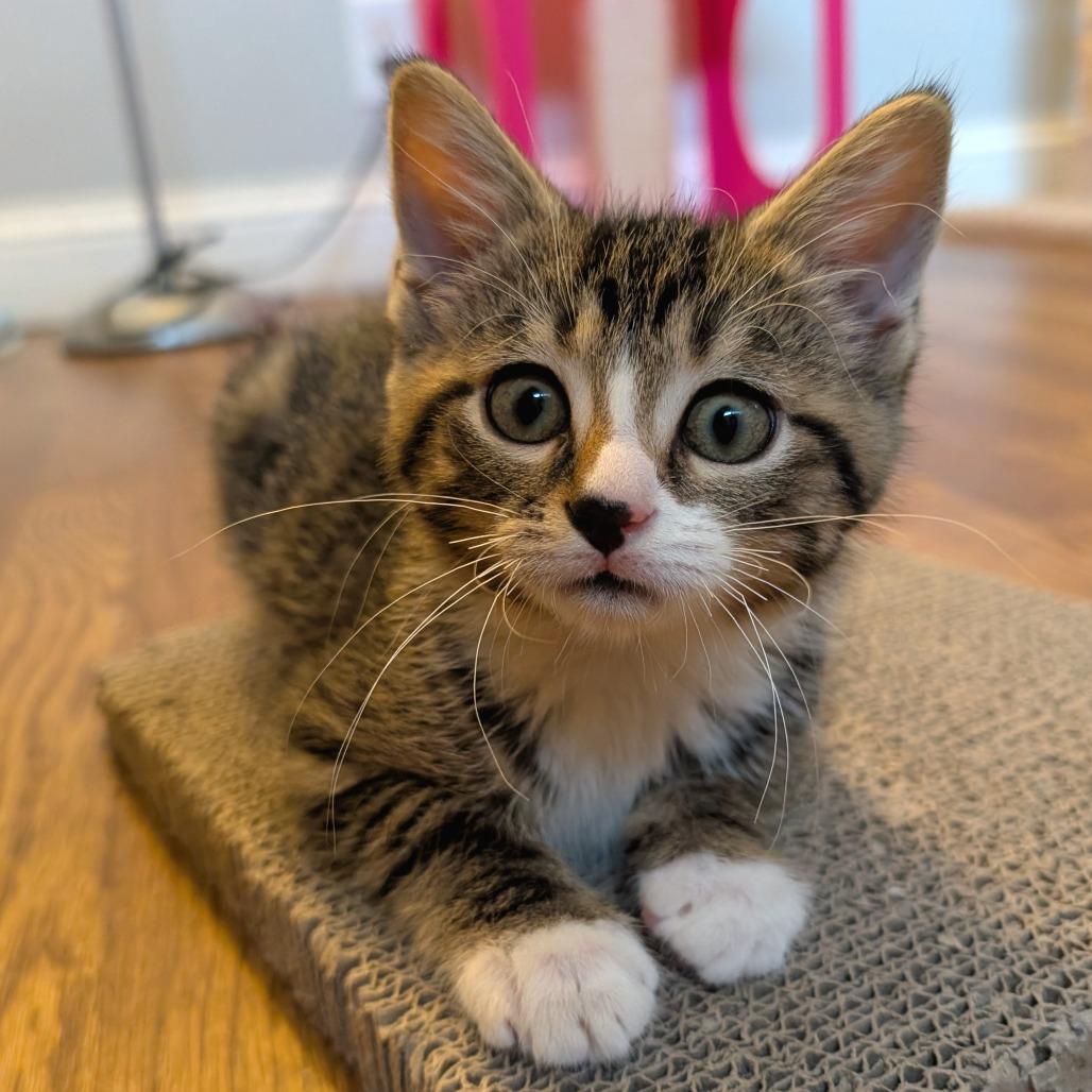 Enlarge Erik, a Adoptable Domestic Short Hair in Lexington, KY image 1/3
