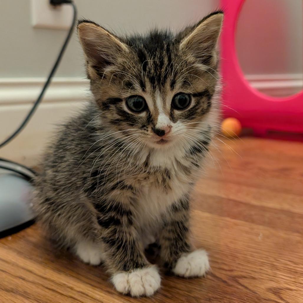 Enlarge Erik, a Adoptable Domestic Short Hair in Lexington, KY image 2/3