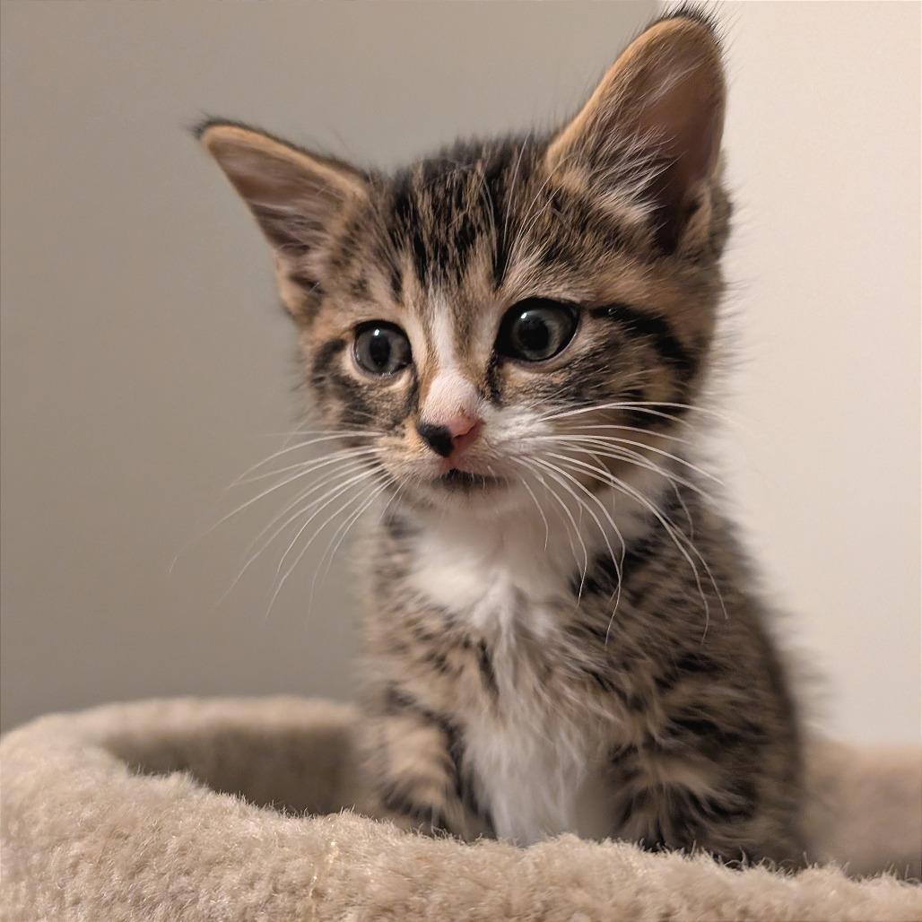 Enlarge Erik, a Adoptable Domestic Short Hair in Lexington, KY image 3/3