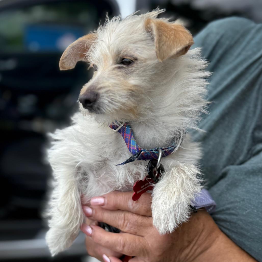 Enlarge Cricket, a Adoptable mixed breed in Hudson, IL image 1/3