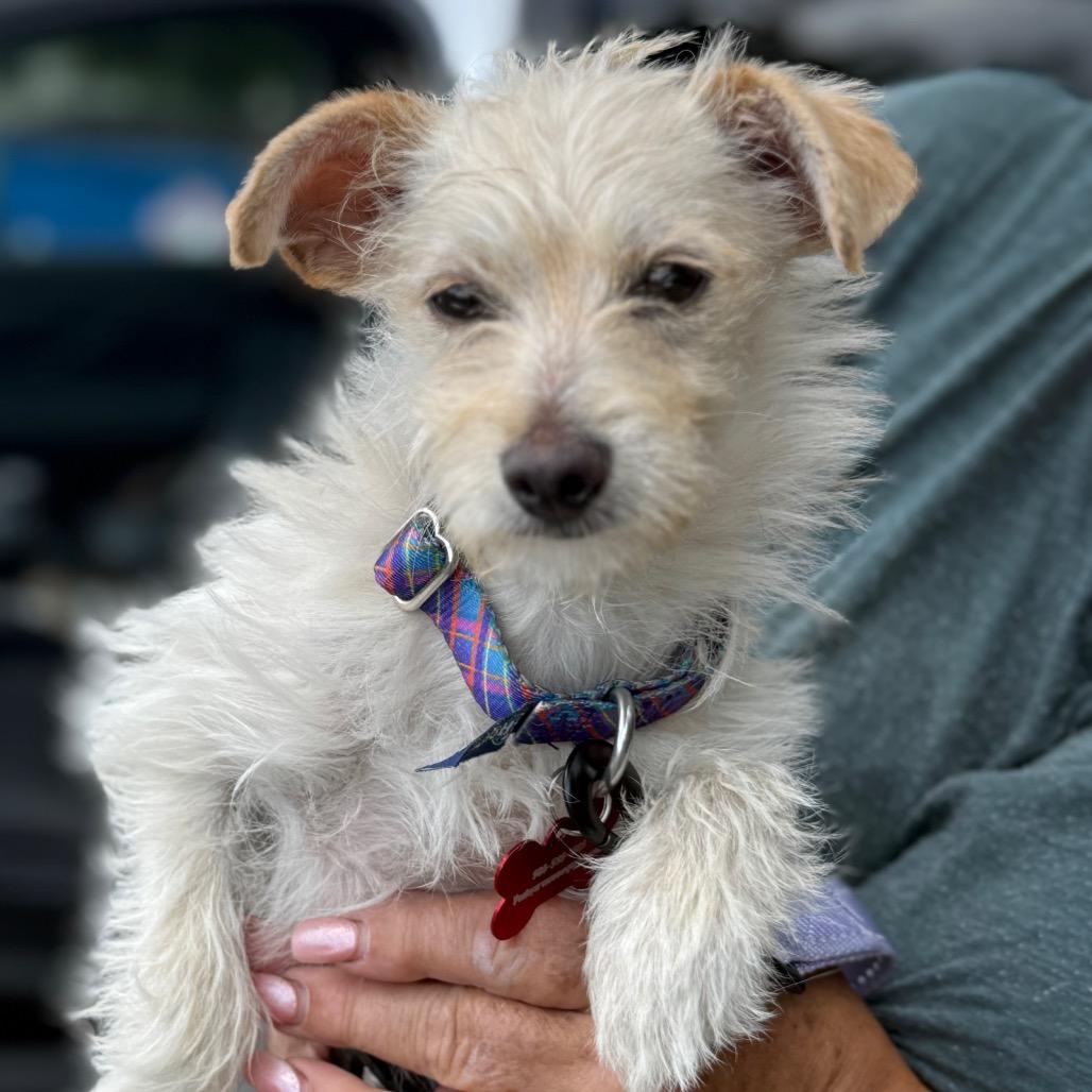 Enlarge Cricket, a Adoptable mixed breed in Hudson, IL image 2/3
