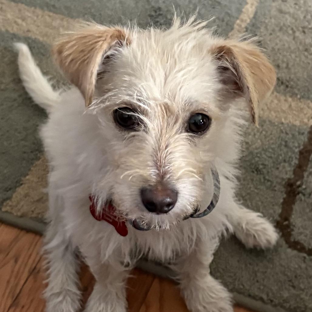 Enlarge Cricket, a Adoptable mixed breed in Hudson, IL image 3/3
