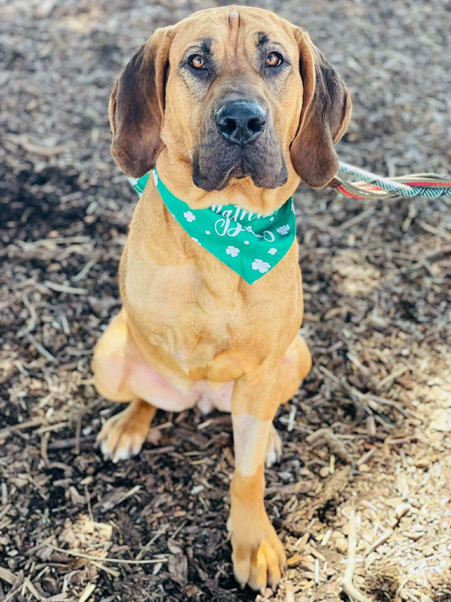 Enlarge COURTESY POST...Amelia, a Adoptable mixed breed in Social Circle, GA image 1/2