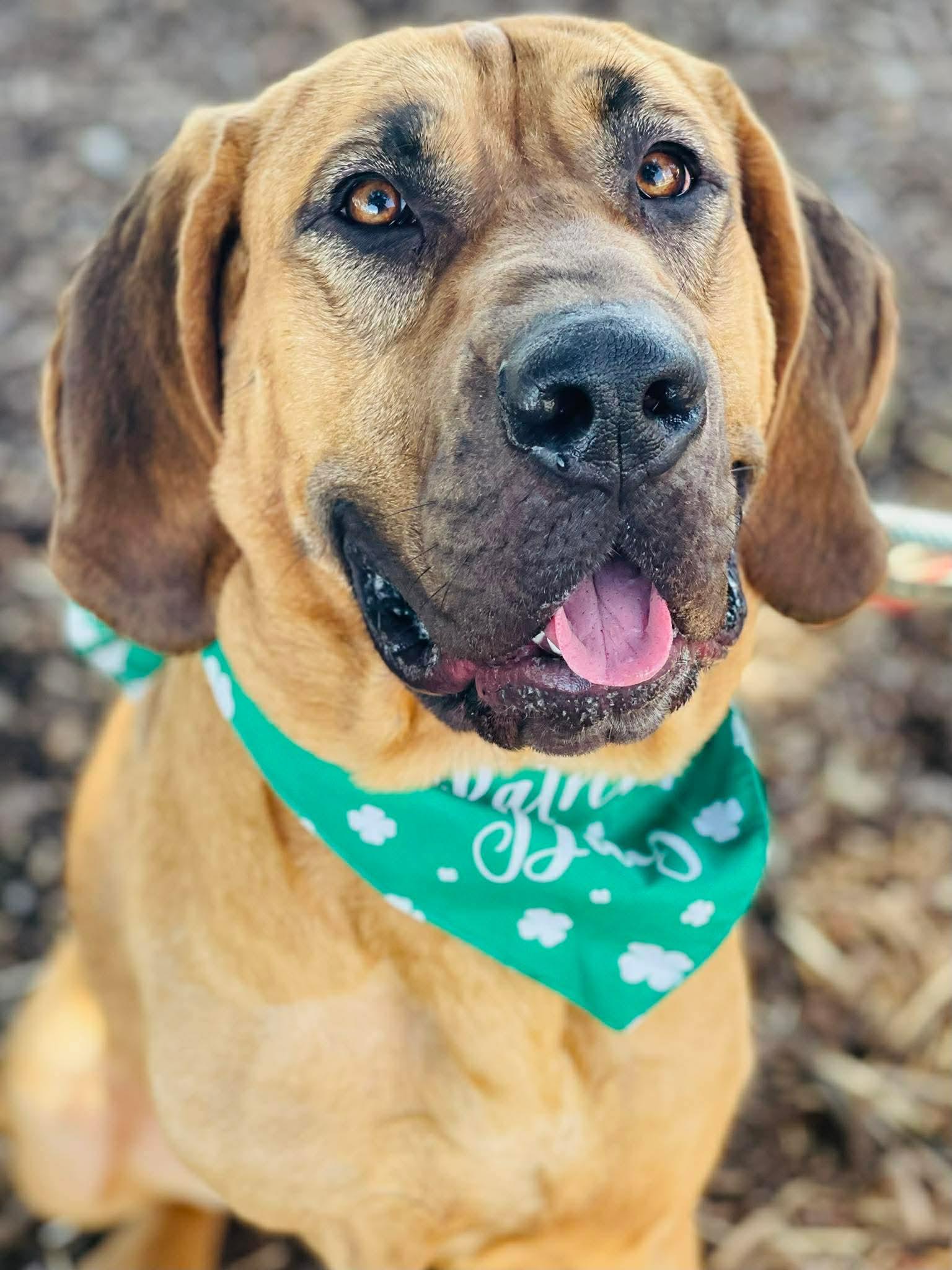 Enlarge COURTESY POST...Amelia, a Adoptable mixed breed in Social Circle, GA image 2/2