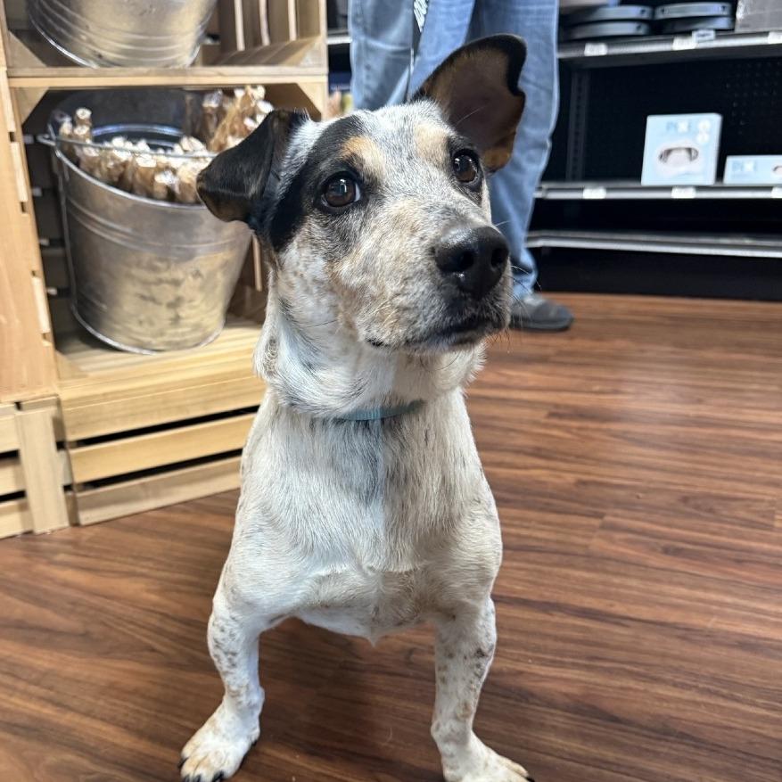 Enlarge Bobo, a Adoptable mixed breed in Little Rock, AR image 1/1
