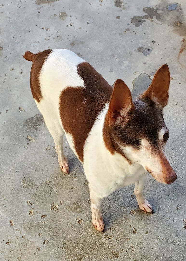 Prancer in CA