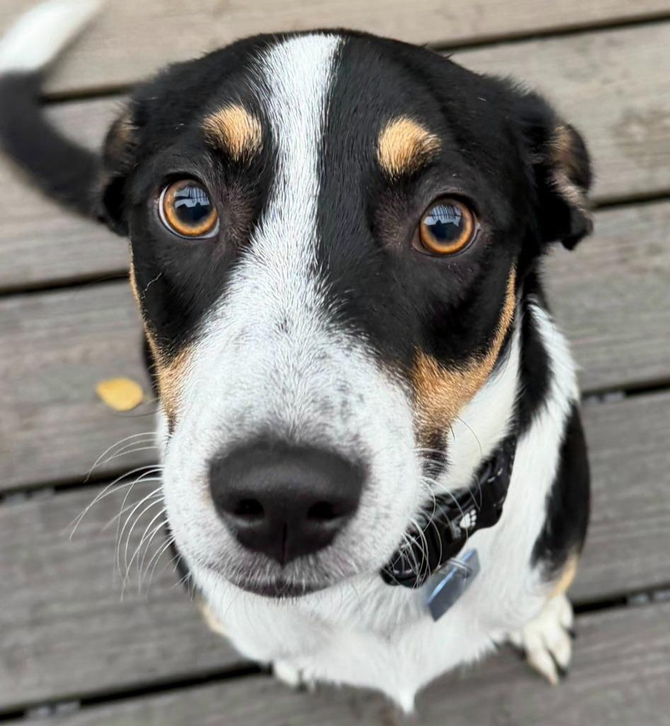 Enlarge Tucker, a Adoptable mixed breed in Indianola, IA image 2/4