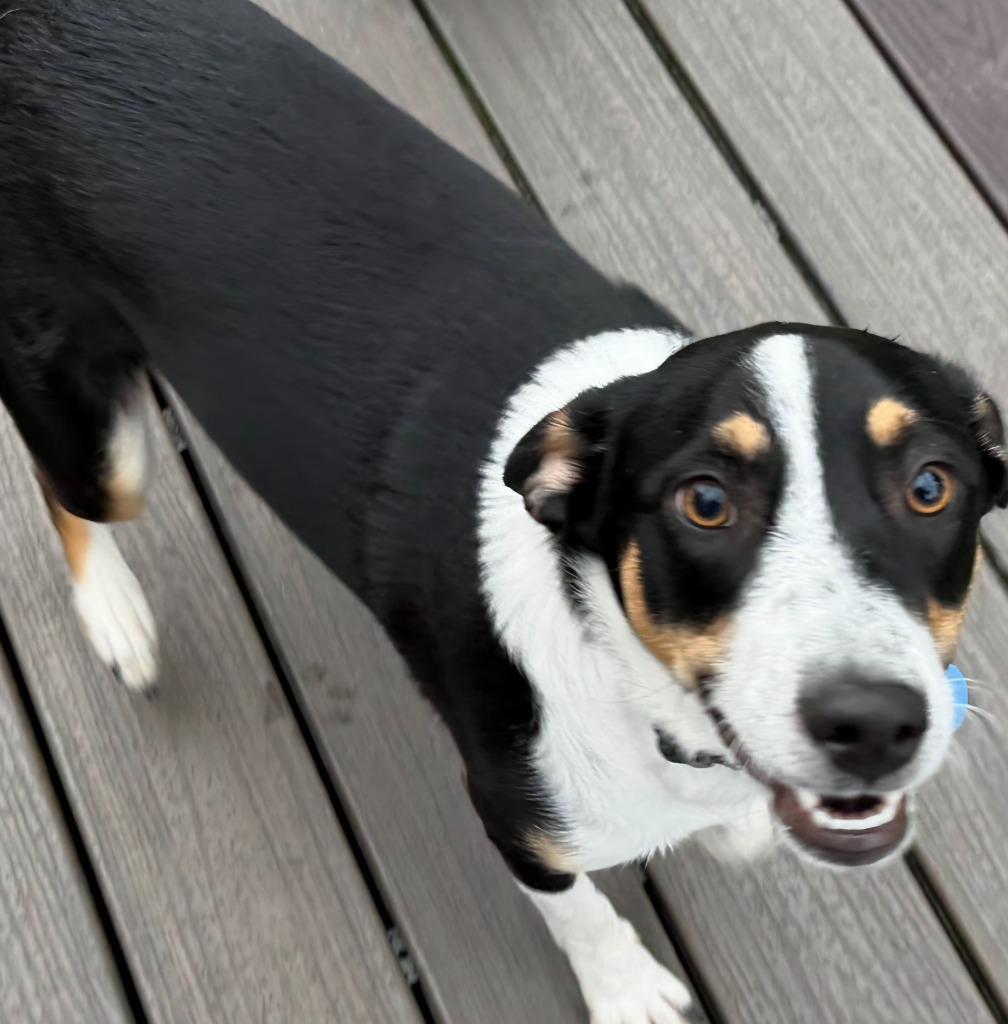 Enlarge Tucker, a Adoptable mixed breed in Indianola, IA image 3/4