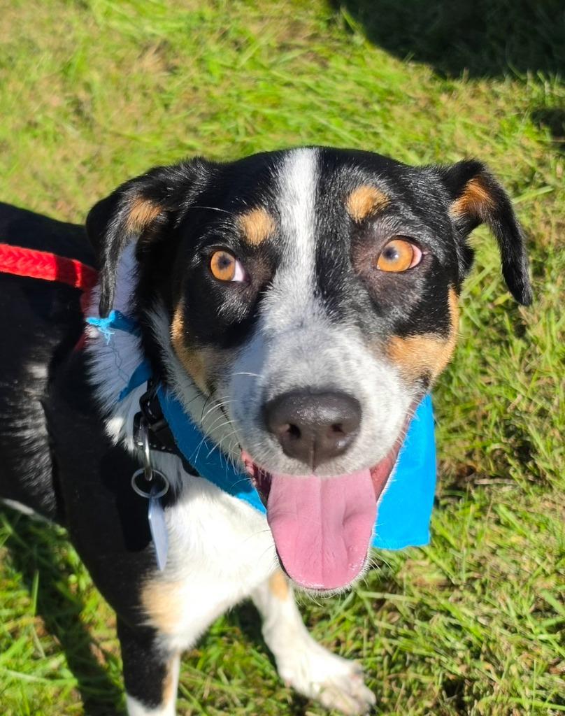Enlarge Tucker, a Adoptable mixed breed in Indianola, IA image 4/4