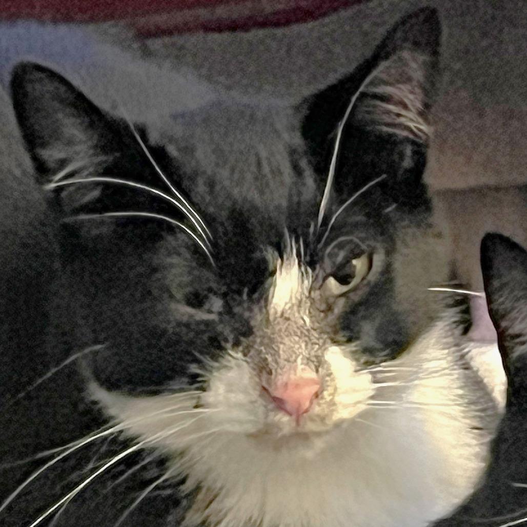 Yang, a Adoptable Domestic Short Hair in Milbank, SD image 1/5