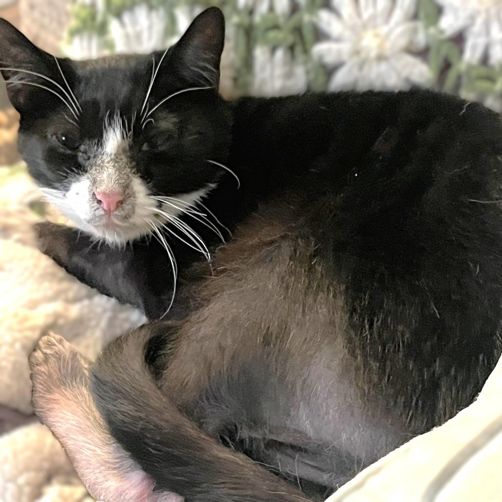 Yang, a Adoptable Domestic Short Hair in Milbank, SD image 2/5