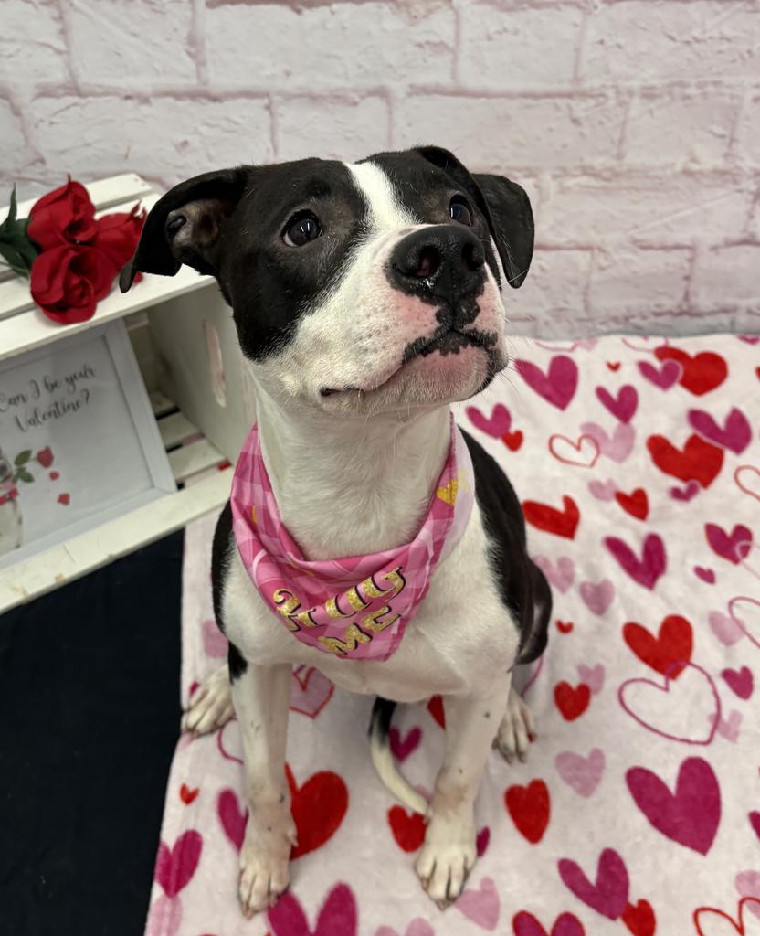 Peony Trinket, Adoptable, Adult Female Mixed Breed.