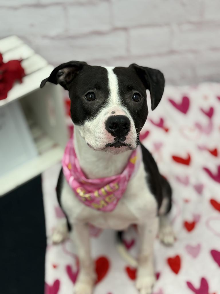 Enlarge Peony Trinket, a Adoptable mixed breed in Detroit, MI image 1/6