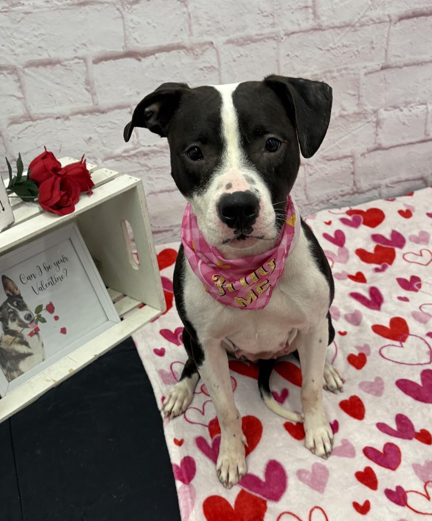 Enlarge Peony Trinket, a Adoptable mixed breed in Detroit, MI image 2/6