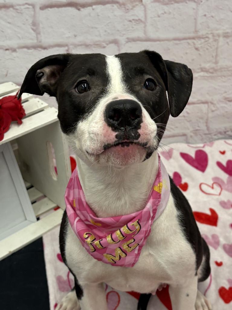 Enlarge Peony Trinket, a Adoptable mixed breed in Detroit, MI image 3/6