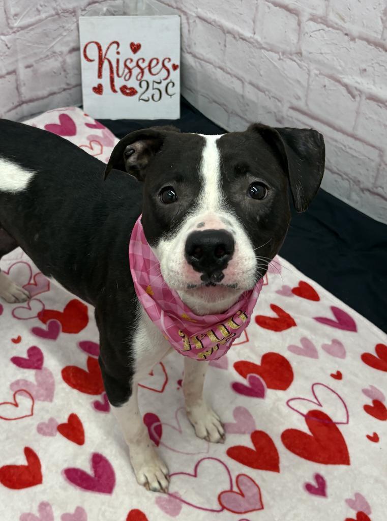 Enlarge Peony Trinket, a Adoptable mixed breed in Detroit, MI image 5/6