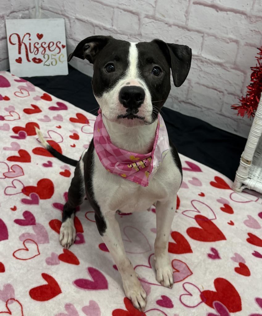 Enlarge Peony Trinket, a Adoptable mixed breed in Detroit, MI image 6/6