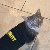 Beef Cake, a Adoptable Domestic Short Hair in Sterling, VA image 5/6