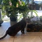 Beef Cake, a Adoptable Domestic Short Hair in Sterling, VA image 2/6