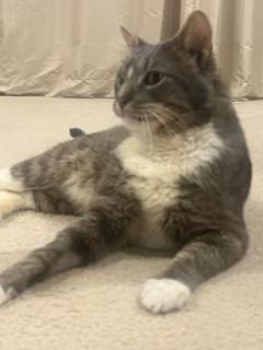 Enlarge Beef Cake, a Adoptable Domestic Short Hair in Sterling, VA image 6/6