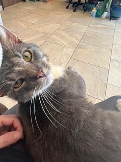 Beef Cake, a Adoptable Domestic Short Hair in Sterling, VA image 3/6