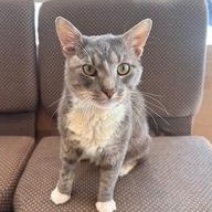 Beef Cake, Adoptable, Adult Male Domestic Short Hair.