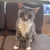 Beef Cake, a Adoptable Domestic Short Hair in Sterling, VA image 6/6