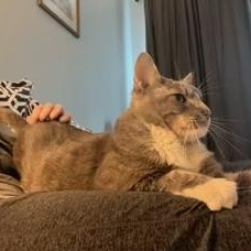 Enlarge Beef Cake, a Adoptable Domestic Short Hair in Sterling, VA image 5/6