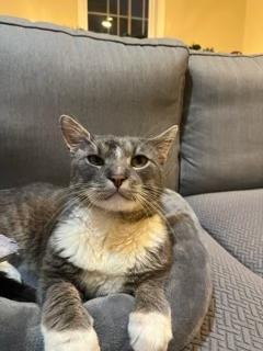 Enlarge Beef Cake, a Adoptable Domestic Short Hair in Sterling, VA image 4/6