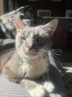 Enlarge Beef Cake, a Adoptable Domestic Short Hair in Sterling, VA image 3/6