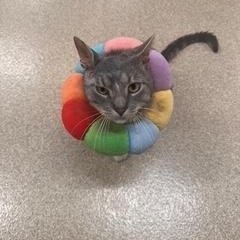 Beef Cake, a Adoptable Domestic Short Hair in Sterling, VA image 4/6