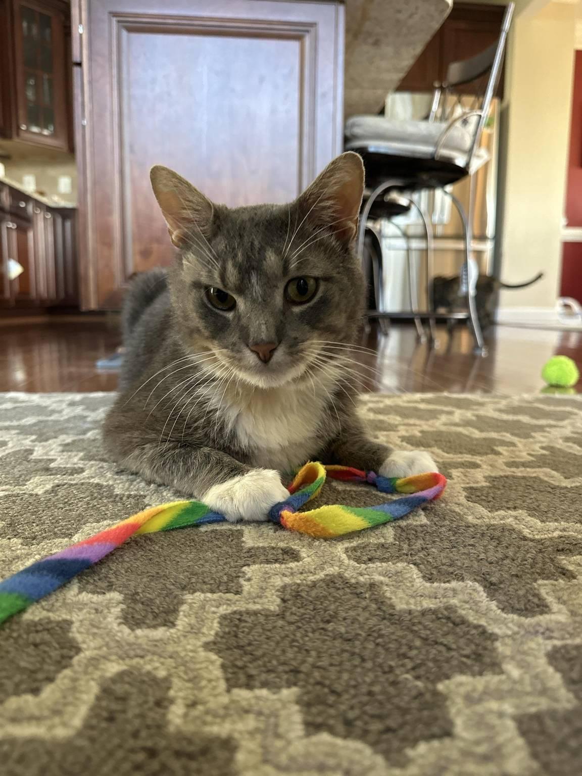 Enlarge Beef Cake, a Adoptable Domestic Short Hair in Sterling, VA image 1/6