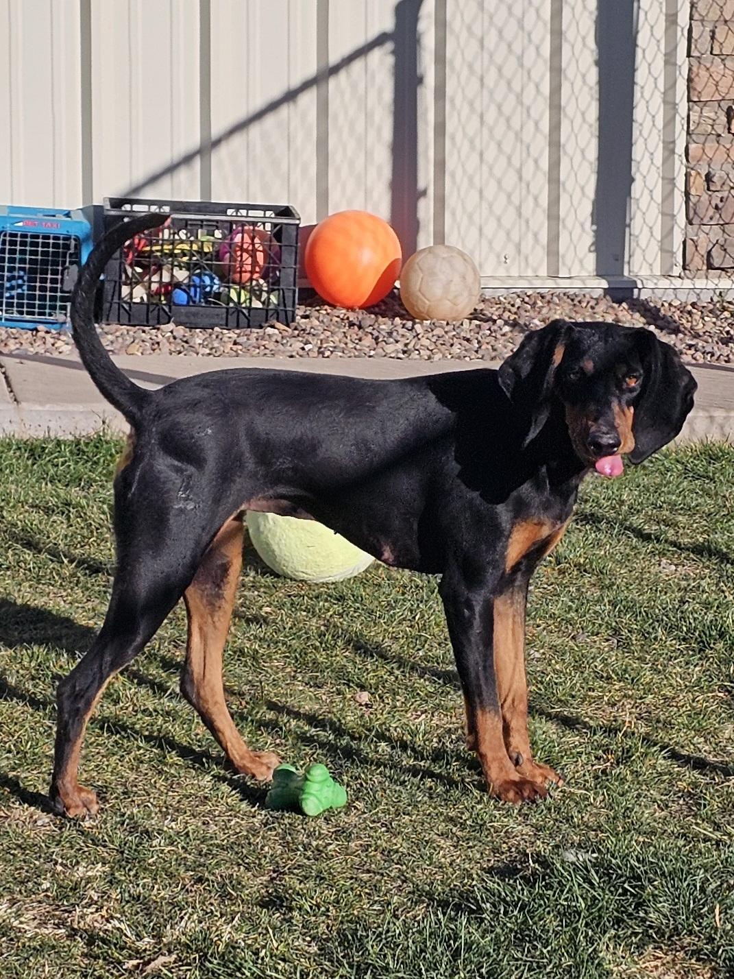 Miley, a Adoptable Black and Tan Coonhound in Springerville, AZ image 1/2