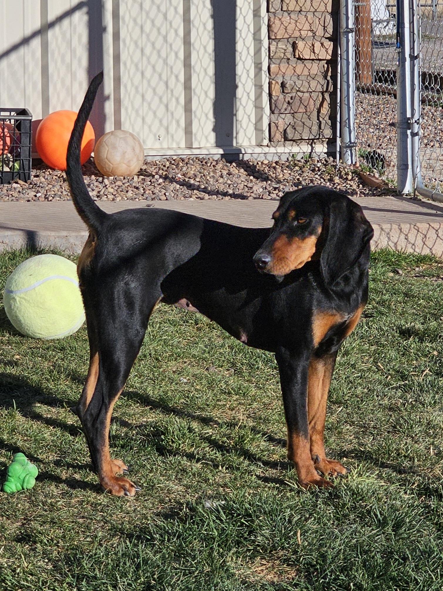 Miley, Adoptable, Young Female Black and Tan Coonhound.