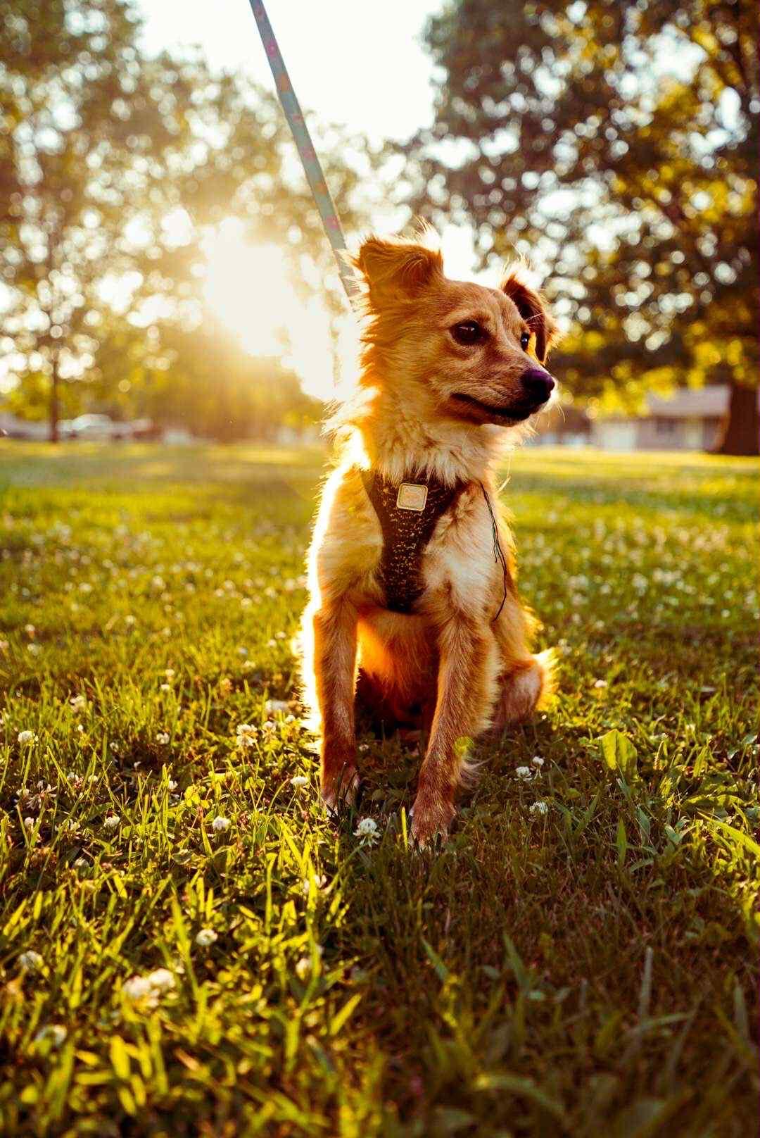 Enlarge Cora, a Adopted mixed breed in Hillsboro, IL image 1/2