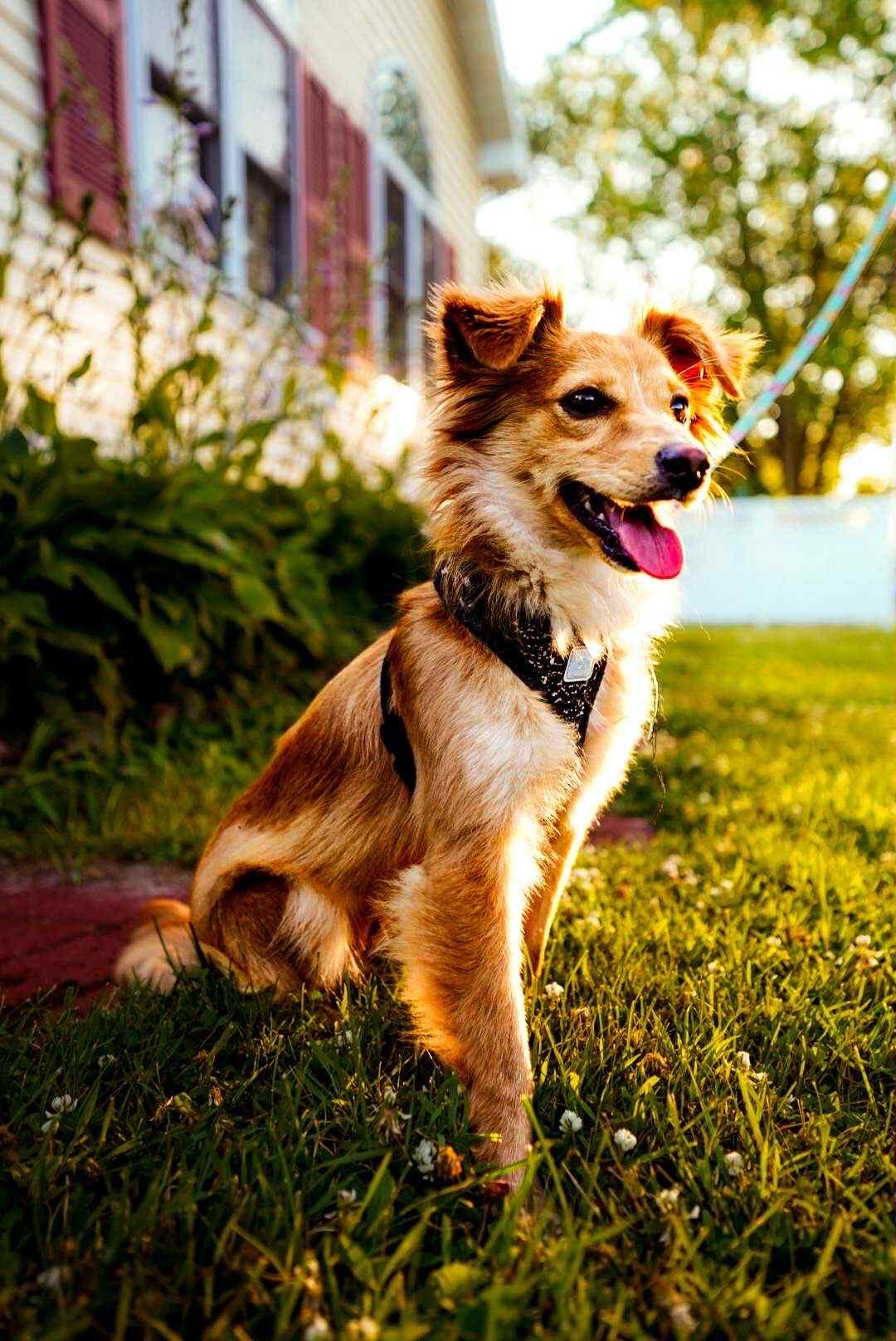 Enlarge Cora, a Adopted mixed breed in Hillsboro, IL image 2/2