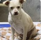 Enlarge HOLLY, a Adoptable mixed breed in San Martin, CA image 1/1