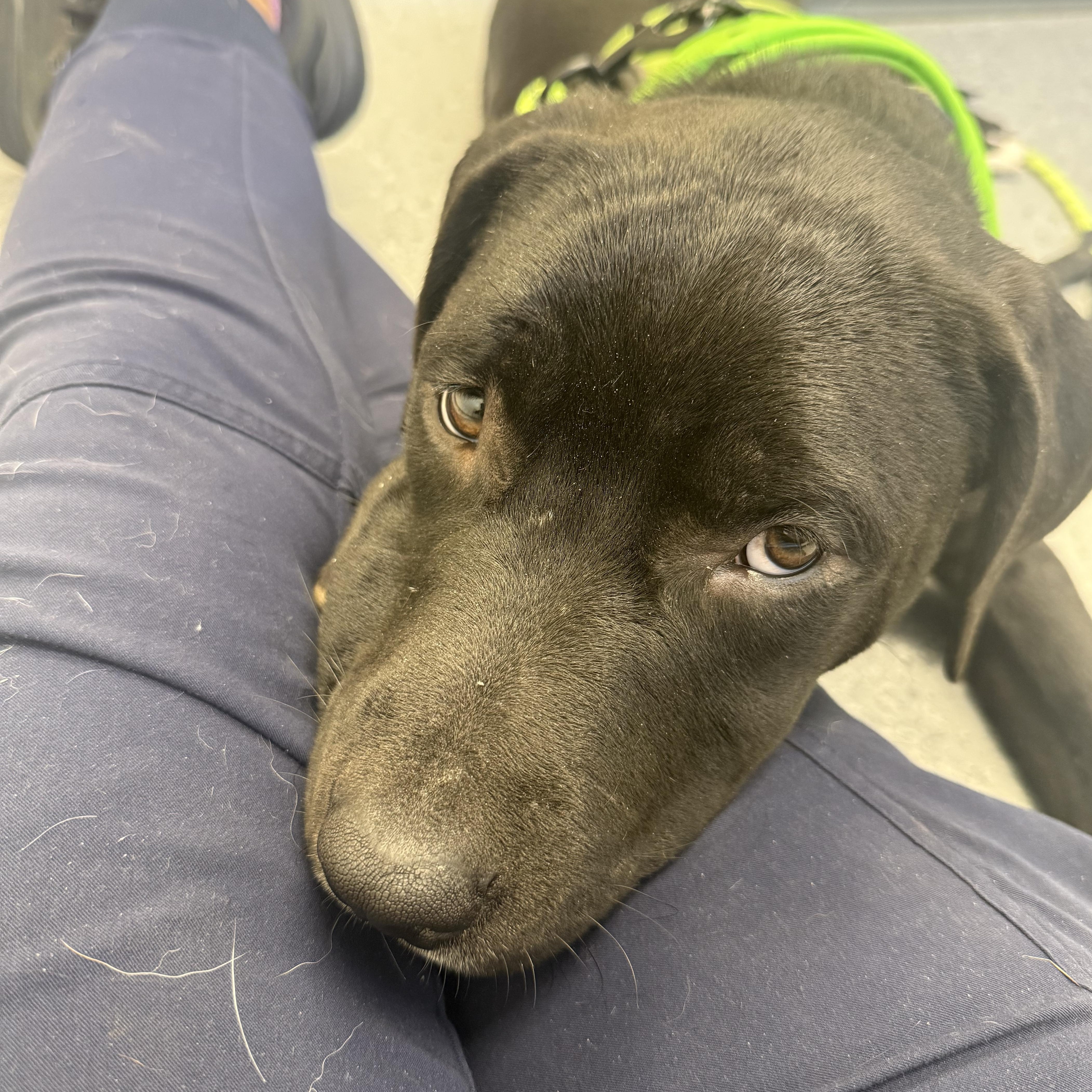 Chance, Adoptable, Puppy Male American Staffordshire Terrier & Labrador Retriever.