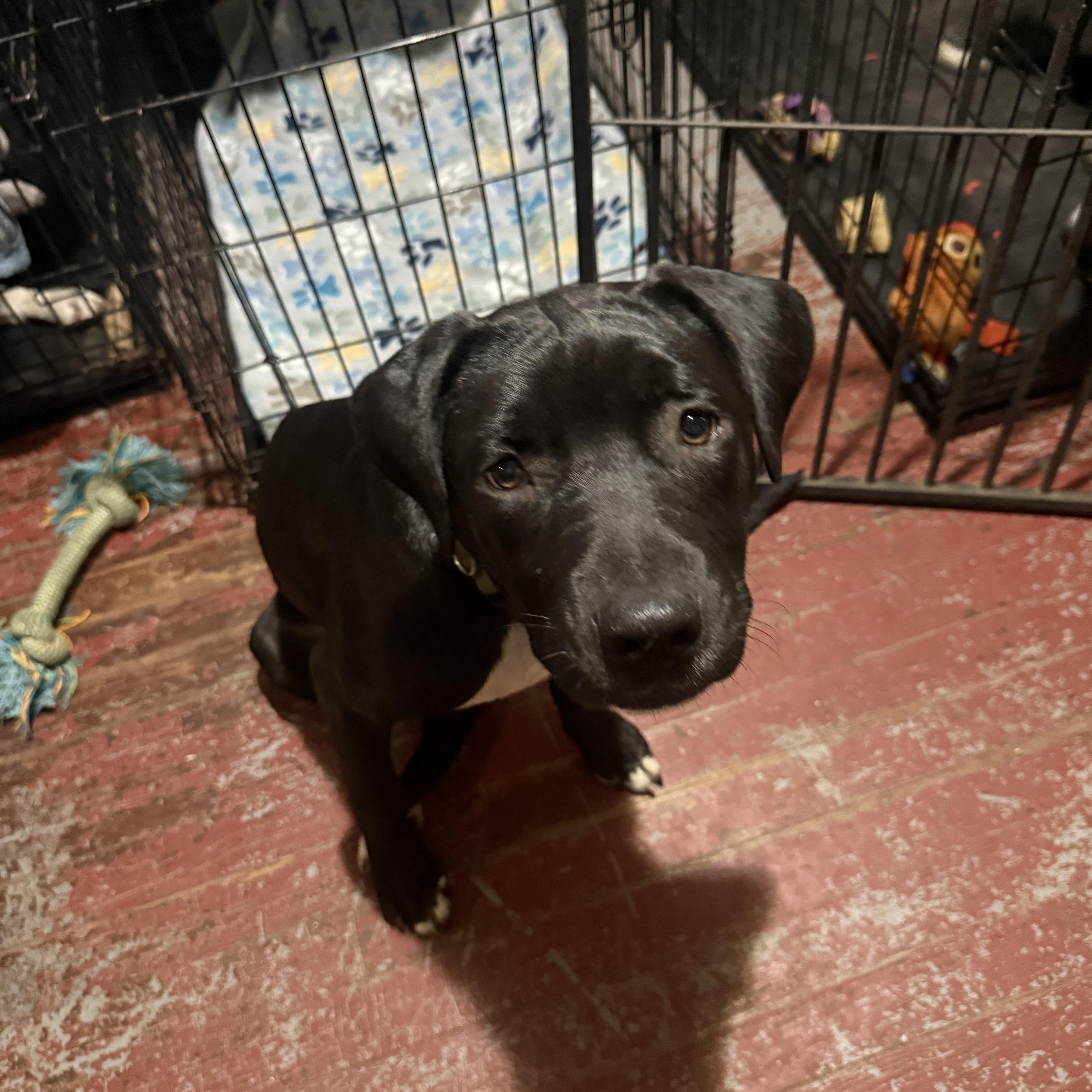 Enlarge Chance, a Adoptable mixed breed in Central Valley, NY image 3/3