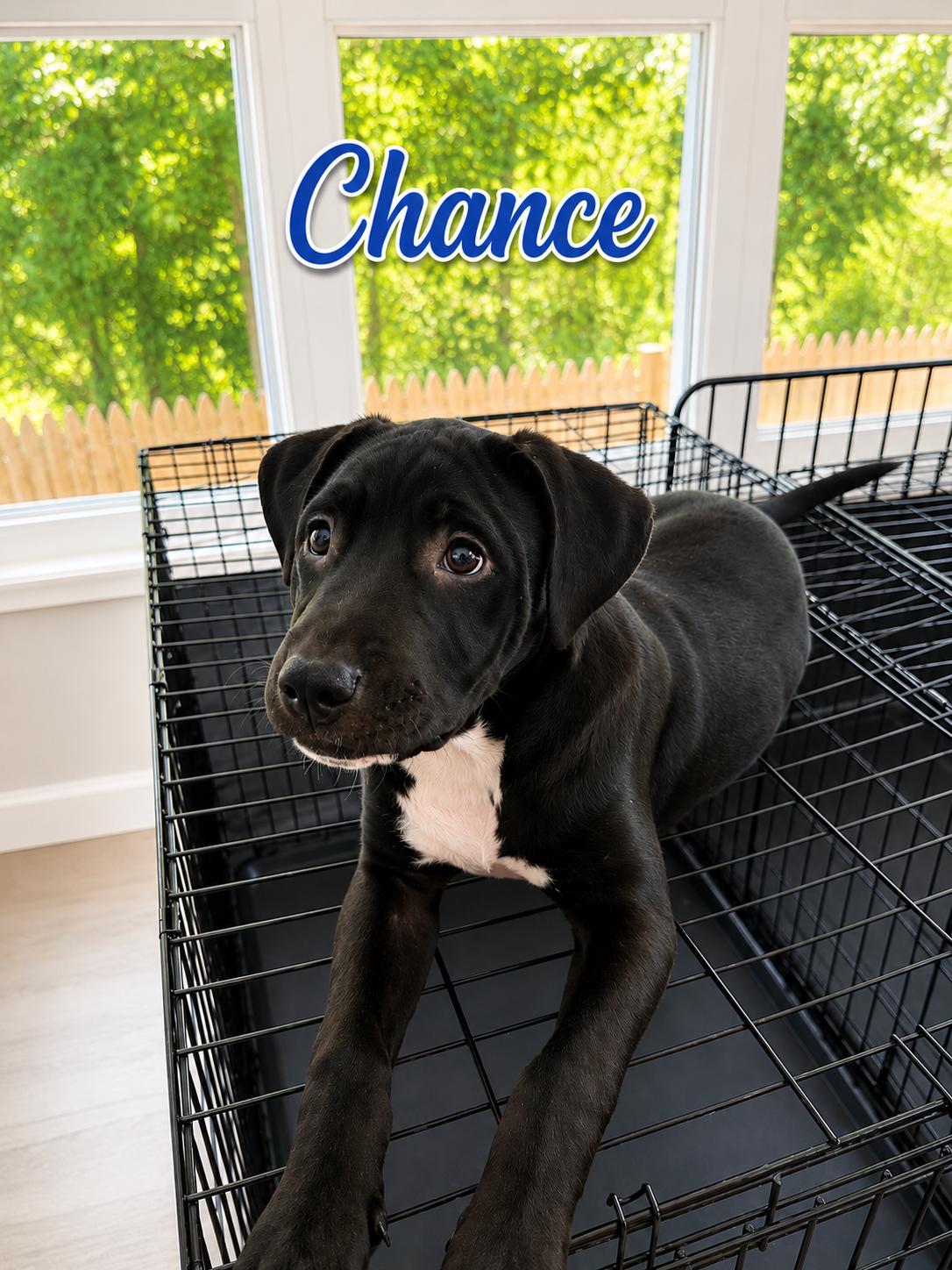 Enlarge Chance, a Adoptable mixed breed in Central Valley, NY image 2/3