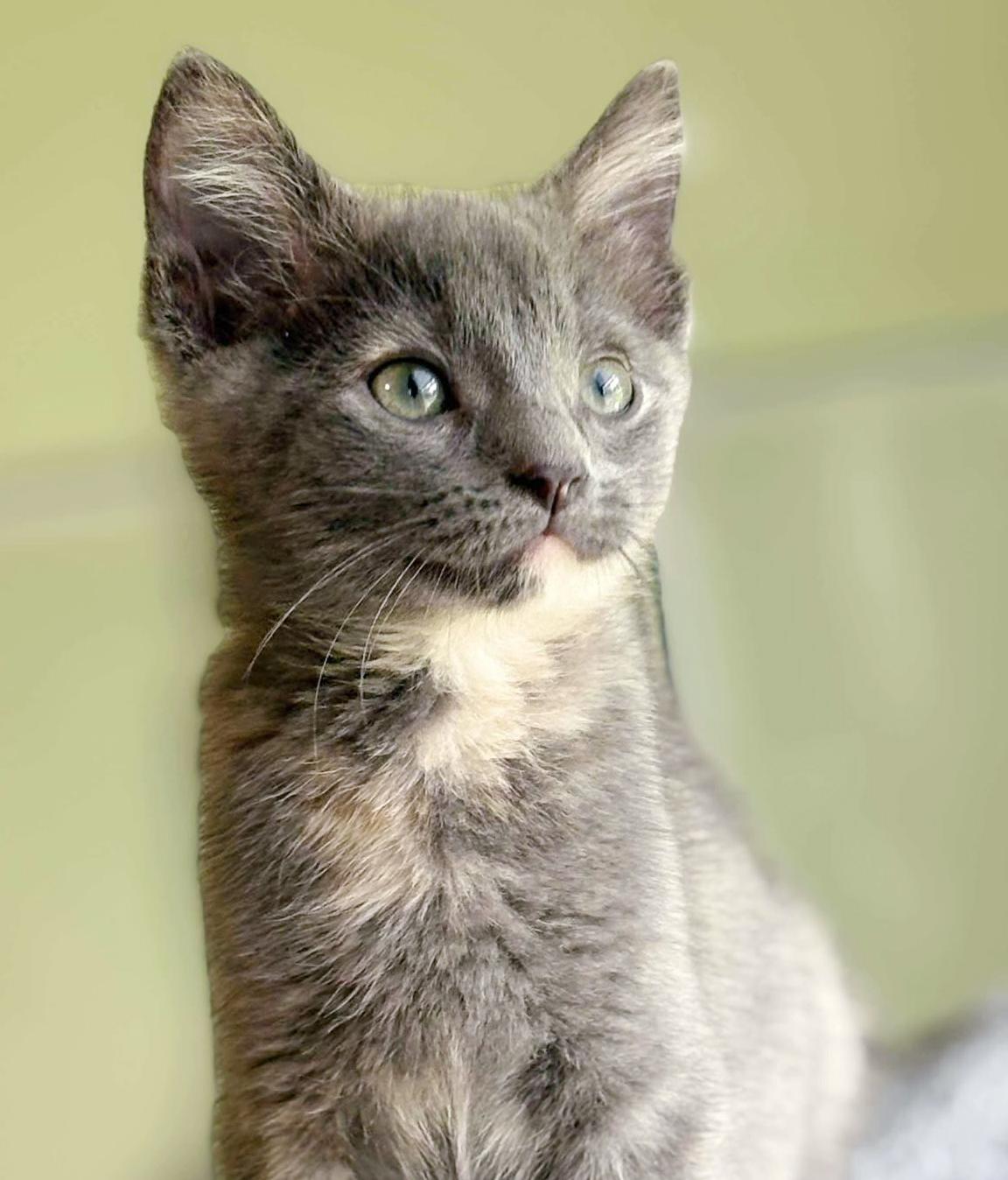Our fosters are have so many kittens are now big enough to be adopted They are anywhere from 8 to