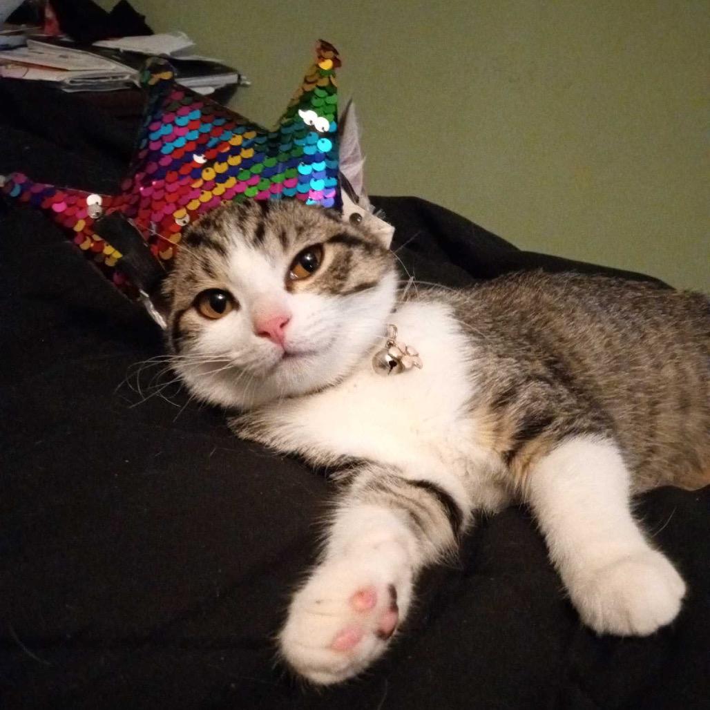 Starlight — thumbnail 2