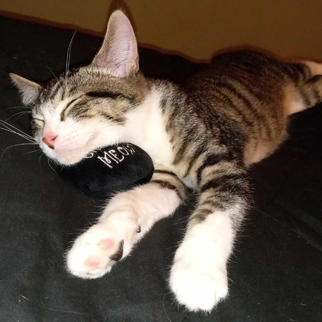 Starlight — thumbnail 3