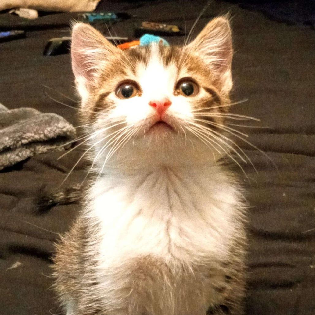 Starlight — thumbnail 4